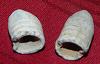 Two Fired Bullets Recovered in The Wilderness